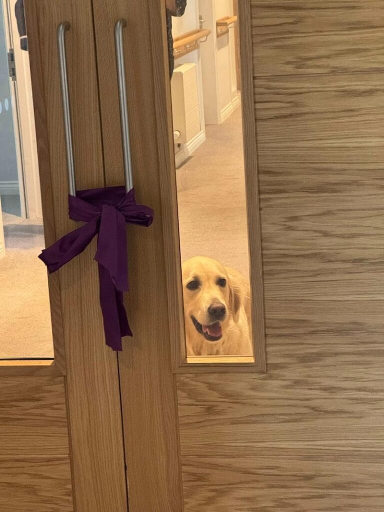 golden retriever sat behind door of new floor