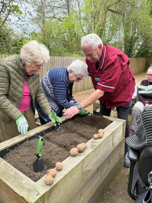 carer helping two older ladies plant potatoes
