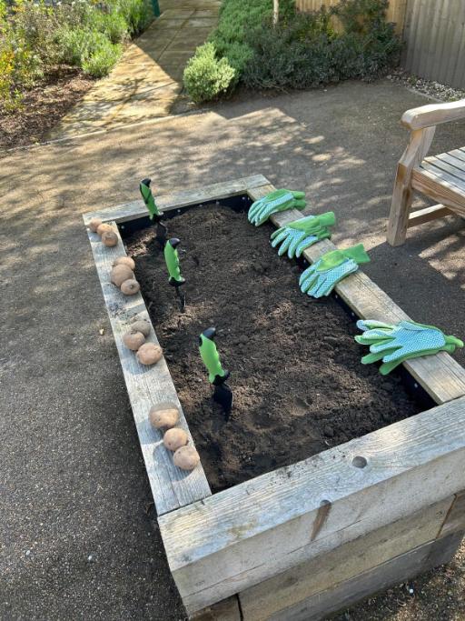 planter with gloves potatoes and spades